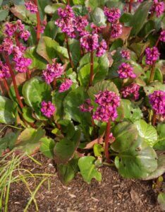 Bergenia