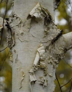 Betula utilis 'Doorenbos'