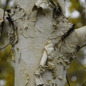 Betula utilis 'Doorenbos'