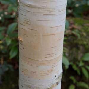 Betula utilis ‘Jacquemontii’