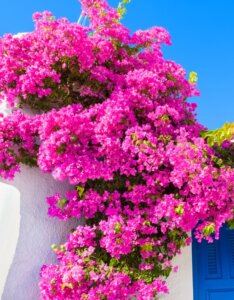 Bougainvillier