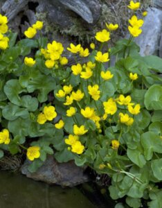 Caltha palustris