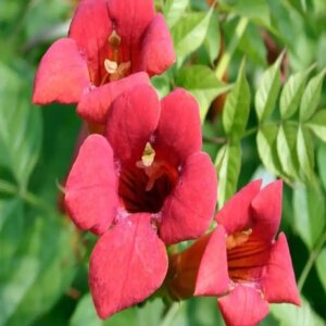 Campsis radicans Flamenco