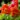 Campsis radicans_1136726600