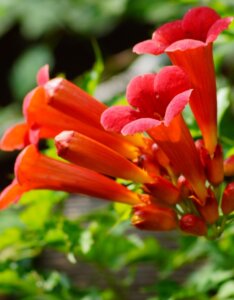 Campsis radicans fleurs