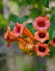 Campsis x tagliabuana 'Madame Galen'