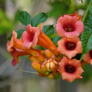 Campsis x tagliabuana 'Madame Galen'