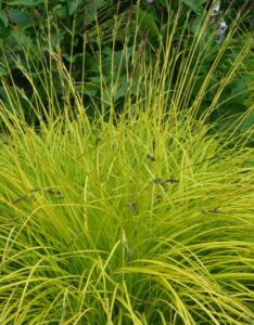 Carex