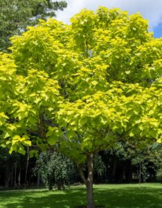 Catalpa bignonioides ‘Aurea’