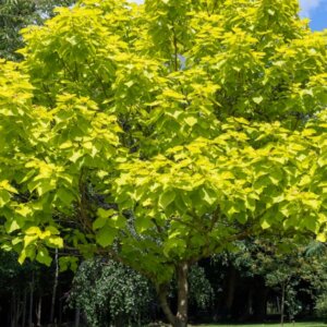 Catalpa bignonioides ‘Aurea’