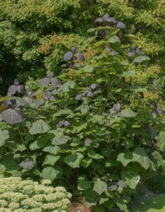 Catalpa erubescens 'Purpurea'