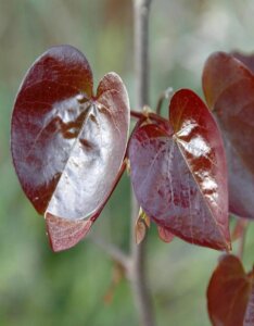 Cercis canadensis 'Merlot'