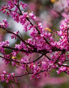 Cercis canadensis 'Merlot'
