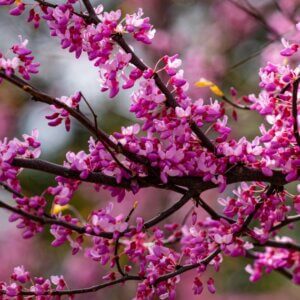 Cercis canadensis 'Merlot'