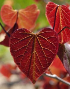 Cercis canadensis ‘Forest Pansy’
