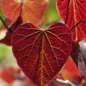 Cercis canadensis ‘Forest Pansy’