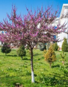 Cercis chinensis 'Avondale'