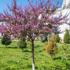 Cercis chinensis 'Avondale'