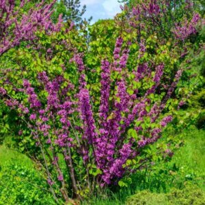 Cercis siliquastrum