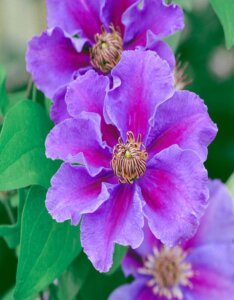 Clematis Ashva - Clématite