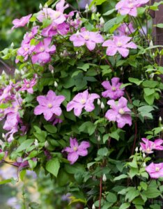 Clematis Comtesse de Bouchaud