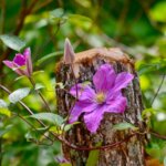 Clematis Comtesse de Bouchaud