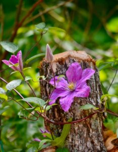 Clematis Comtesse de Bouchaud