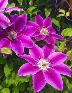 Clematis Dr. Ruppel