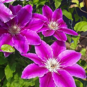 Clematis Dr. Ruppel