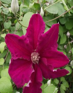 Clematis Ernest Markham