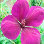 Clematis Gipsy Queen