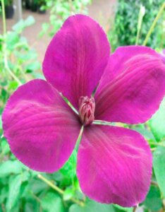 Clematis Gipsy Queen