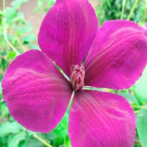 Clematis Gipsy Queen