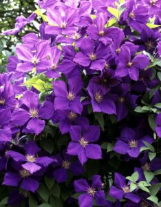 Clematis Jackmanii
