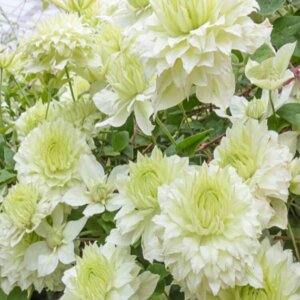 Clematis Manon