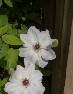 Clematis Miss Bateman