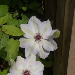 Clematis Miss Bateman