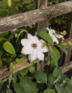 Clematis Miss Bateman