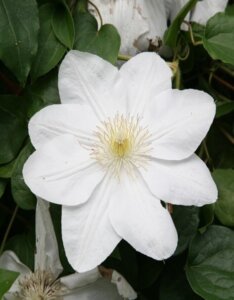 Clematis Mme Le Coultre