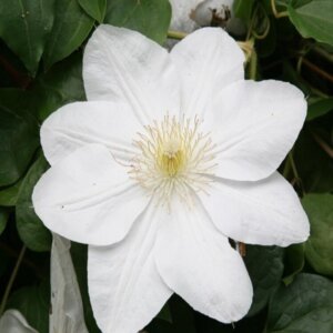 Clematis Mme Le Coultre