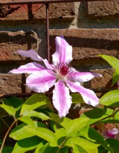 Clematis Nelly Moser