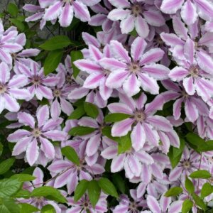 Clematis Nelly Moser