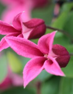 Clematis Princess Diana