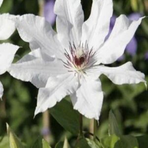 Clematis Snow Queen