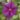 Clematis Star Of India_1770696344