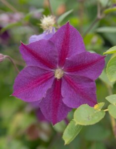 Clematis Star Of India