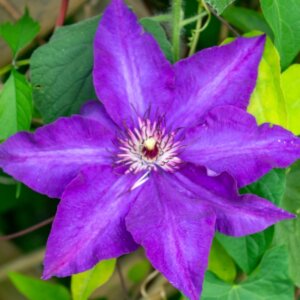 Clematis The President