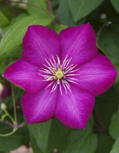 Clematis Ville De Lyon