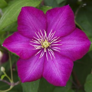 Clematis Ville De Lyon