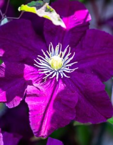 Clematis Warszawska Nike